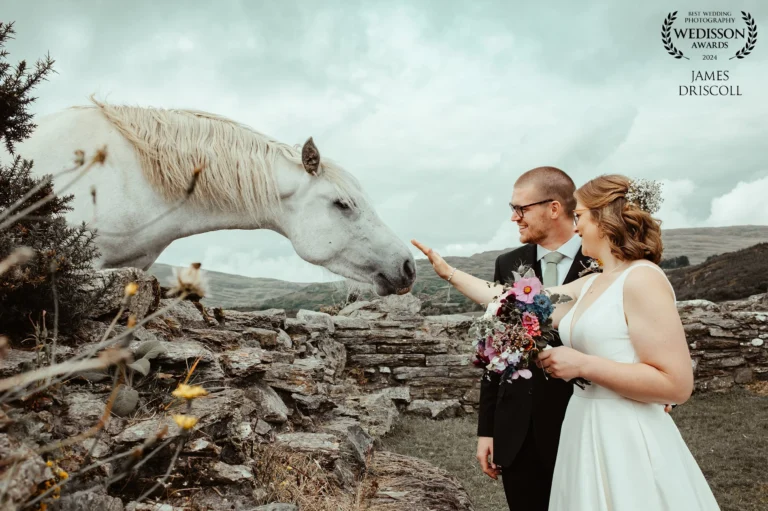 Bride and groom stroking a white horse beside a stone wall in Cork