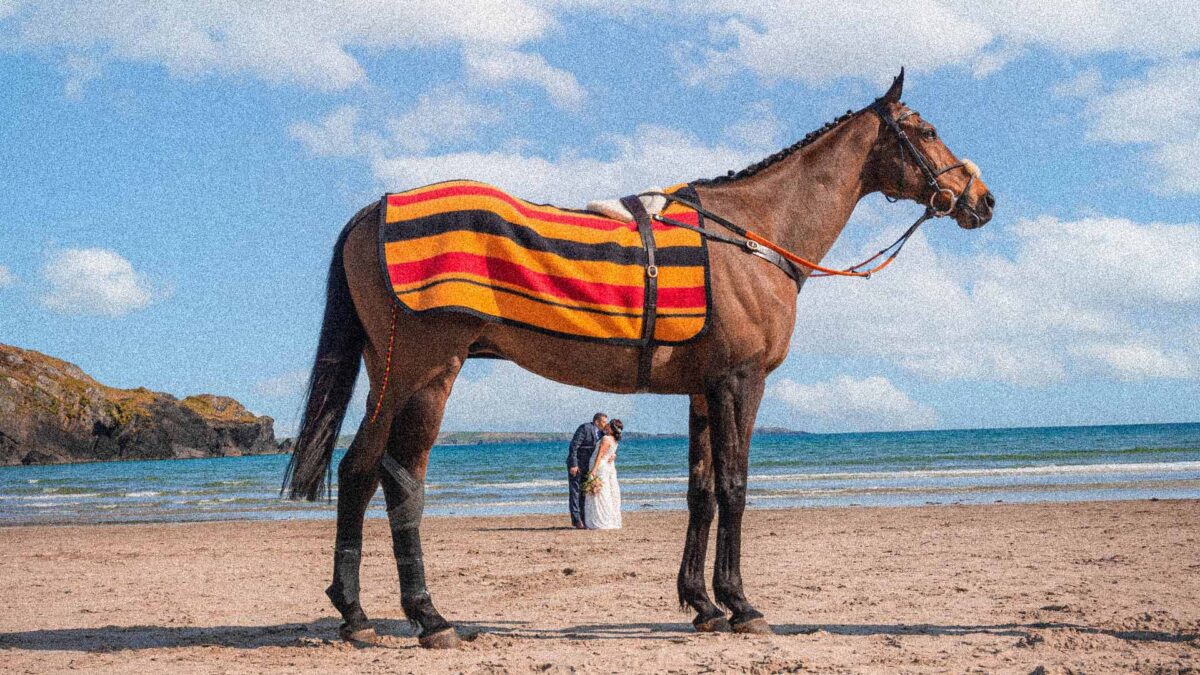Bride and groom standing between a horses legs on a beach in Clonakility West Cork Ireland on a super sunny blue sky day
