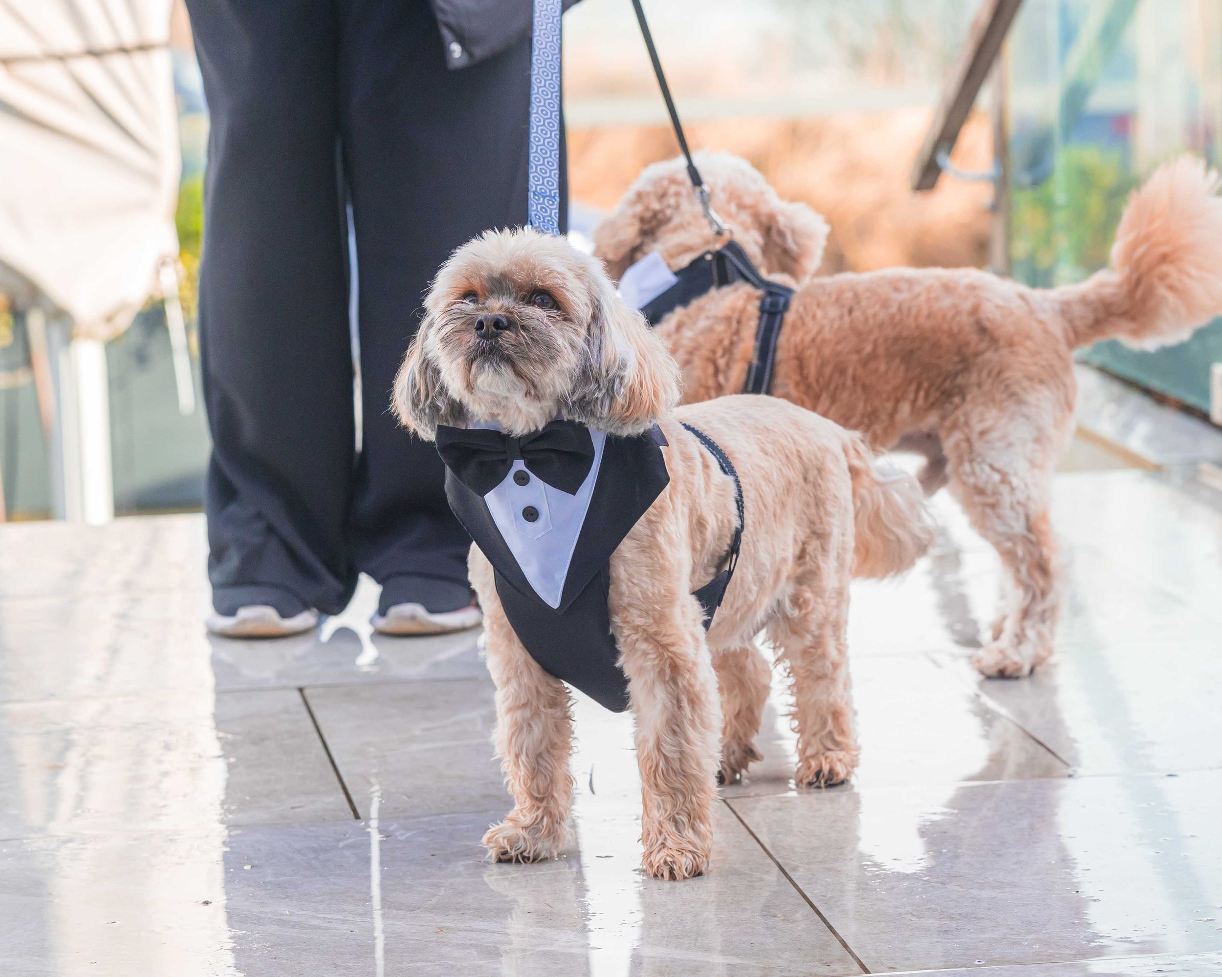 Bride and groom walking through Adare Manor gardens – JOD Photography Limerick wedding photographer