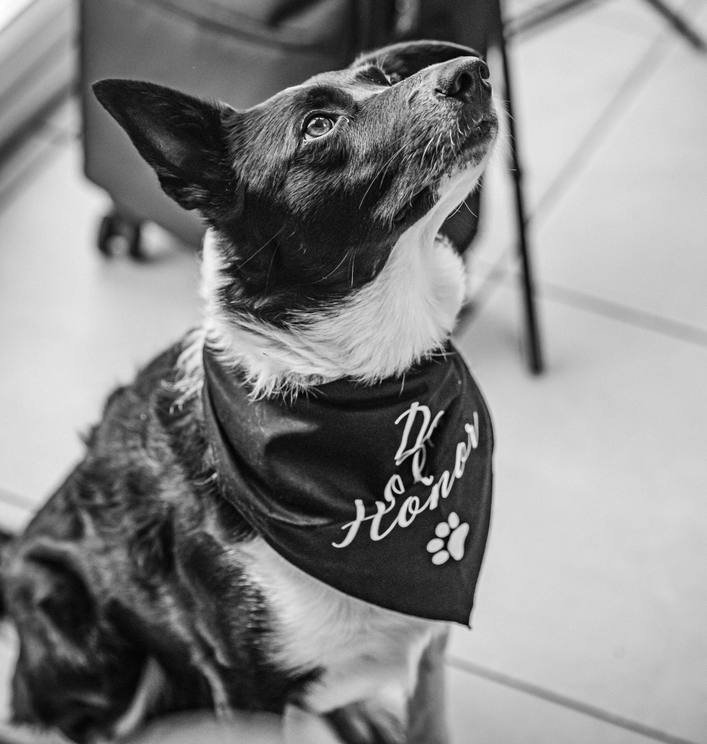 Bride arriving at Dunraven Arms Hotel in Adare – JOD Photography