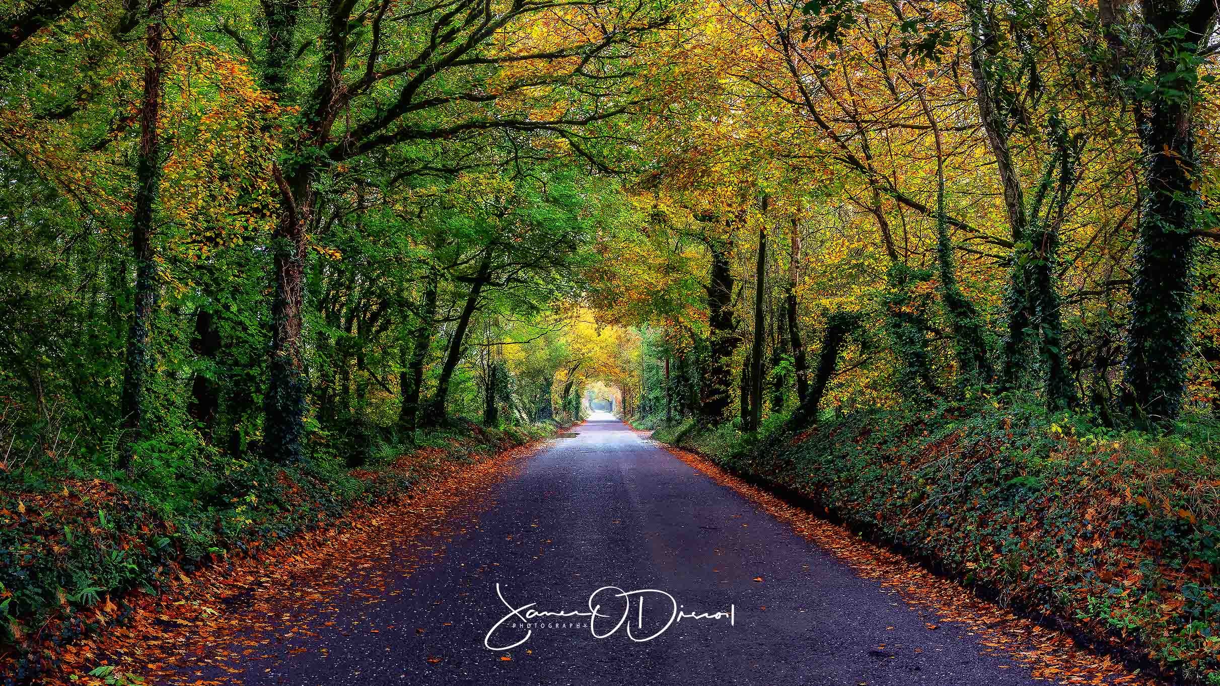Autumn colours and reflections along The Gearagh river channels – JOD’Photography